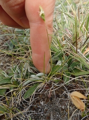 Rytidosperma exiguum