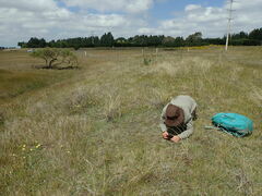 Rytidosperma exiguum