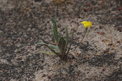 Goodenia willisiana