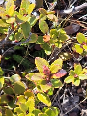 Gaultheria crassa