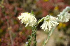 Pimelea octophylla
