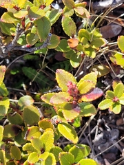 Gaultheria crassa