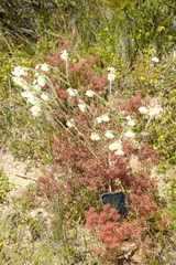Pimelea octophylla