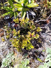 Gaultheria crassa