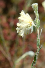 Pimelea octophylla
