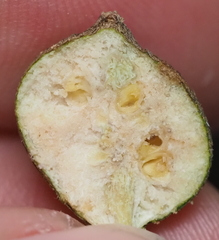 Callirhytis quercusbatatoides