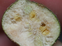 Callirhytis quercusbatatoides