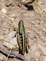 Sigaus australis