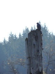 Accipiter