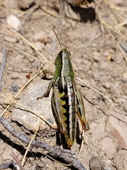 Sigaus australis