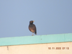 Acridotheres tristis