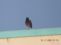 Acridotheres tristis