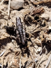 Sigaus australis
