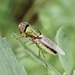 Odontomyia decipiens - Photo (c) cinclosoma, alguns direitos reservados (CC BY-NC), uploaded by cinclosoma