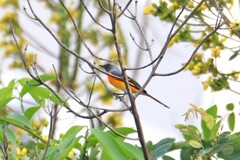 Pericrocotus cinnamomeus