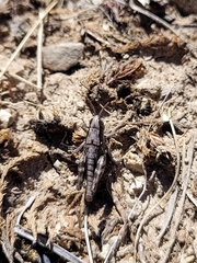 Sigaus australis
