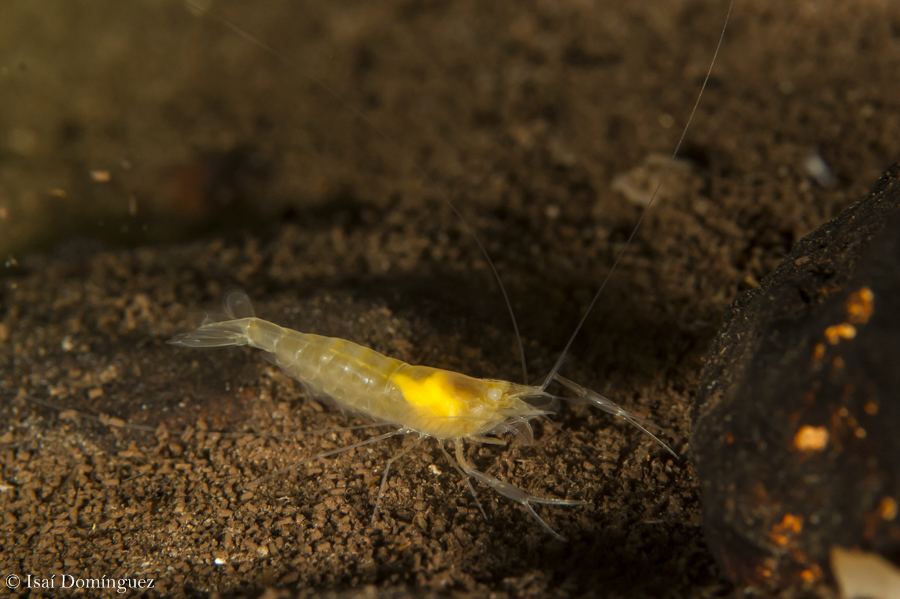 Creaseria morleyi from Yucatán, MX on August 31, 2015 by Isai Dominguez ...