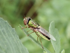 Odontomyia decipiens