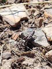 Sigaus australis