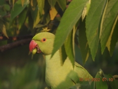 Psittacula krameri