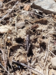 Sigaus australis