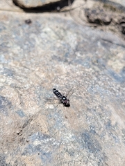 Sigaus australis