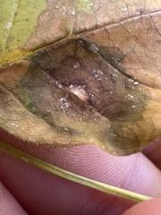 Mycosphaerella fraxinicola