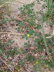 Medicago truncatula
