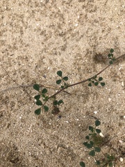 Medicago truncatula