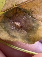 Mycosphaerella fraxinicola