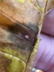 Mycosphaerella fraxinicola