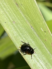 Ellipsidion australe