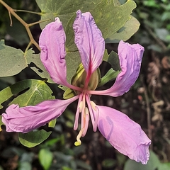 Bauhinia purpurea