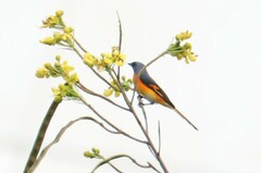 Pericrocotus cinnamomeus