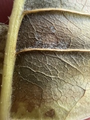 Mycosphaerella fraxinicola