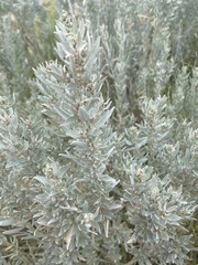 Atriplex cinerea