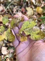 Mycosphaerella fraxinicola