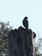 Accipiter