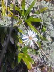 Celmisia spectabilis spectabilis