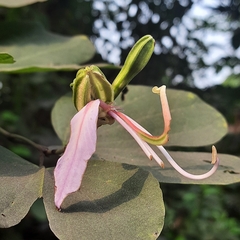 Bauhinia purpurea