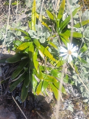 Celmisia spectabilis spectabilis