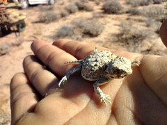 Phrynosoma goodei