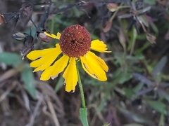 Helenium flexuosum