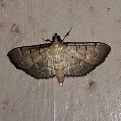 Herpetogramma