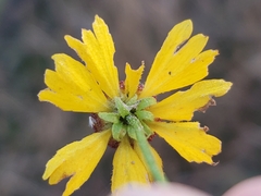 Helenium flexuosum