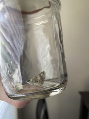 Burnsius communis