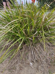 Lomandra hystrix
