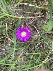 Disphyma crassifolium