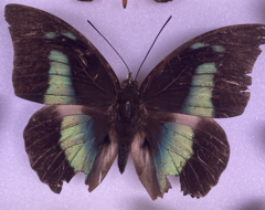 Archaeoprepona demophon