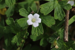 Geranium potentilloides